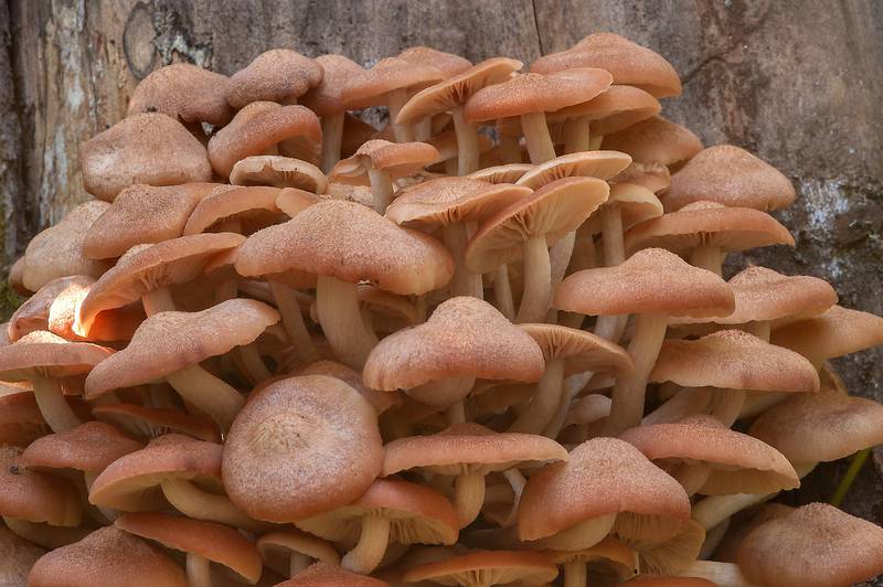 Large cluster of ringless honey mushrooms (<B>Desarmillaria tabescens</B>, Armillaria tabescens) growing from a tree base on Caney Creek section of Lone Star Hiking Trail in Sam Houston National Forest near Huntsville, Texas, <A HREF="../date-en/2013-10-26.htm">October 26, 2013</A>