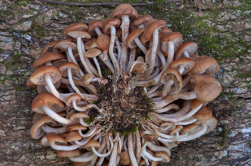 Ringless honey mushrooms (<B>Desarmillaria tabescens</B>, Armillaria tabescens) cut from a tree base on Caney Creek section of Lone Star Hiking Trail in Sam Houston National Forest near Huntsville, Texas, <A HREF="../date-en/2013-10-26.htm">October 26, 2013</A>