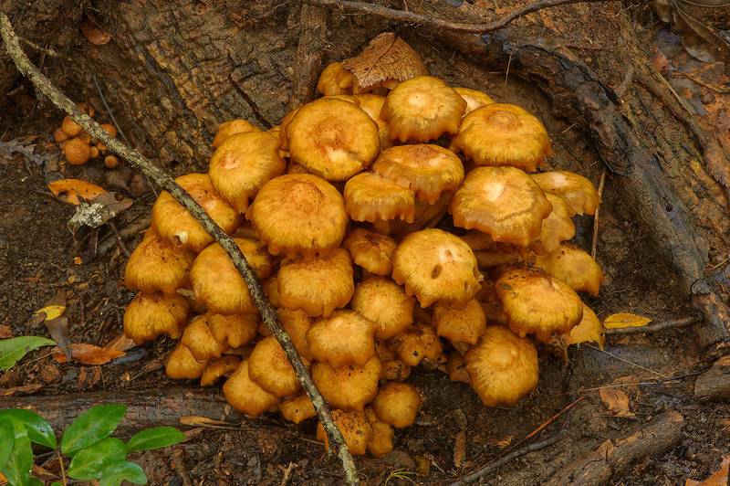 Old wet ringless honey mushrooms (<B>Desarmillaria tabescens</B>, Armillaria tabescens) on a tree base in Lick Creek Park. College Station, Texas, <A HREF="../date-en/2013-10-27.htm">October 27, 2013</A>