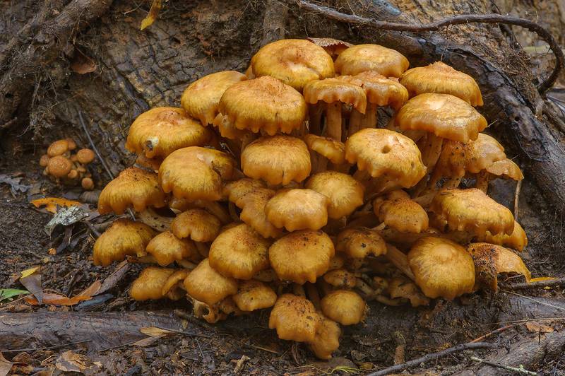 Cluster of wet ringless honey mushrooms (<B>Desarmillaria tabescens</B>, Armillaria tabescens) on a tree base in Lick Creek Park. College Station, Texas, <A HREF="../date-en/2013-10-27.htm">October 27, 2013</A>
