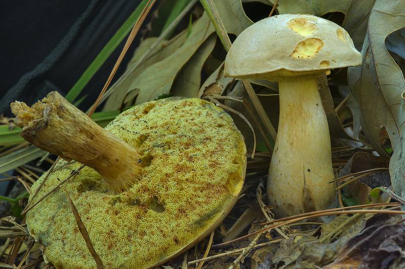 Pale bolete mushrooms (<B>Boletus pallidus</B>) on Chinquapin Trail in Huntsville State Park. Texas, <A HREF="../date-en/2013-11-03.htm">November 3, 2013</A>