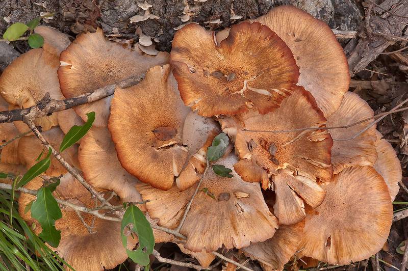 Ringless honey mushrooms (Desarmillaria tabescens, Armillaria tabescens) emitting white spores in Lick Creek Park. College Station, Texas, November 16, 2013