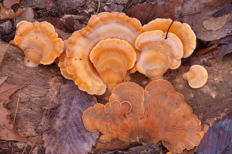 Mock oyster or orange oyster mushrooms (<B>Phyllotopsis nidulans</B>) in Huntsville Park. Texas, <A HREF="../date-en/2013-12-28.htm">December 28, 2013</A>