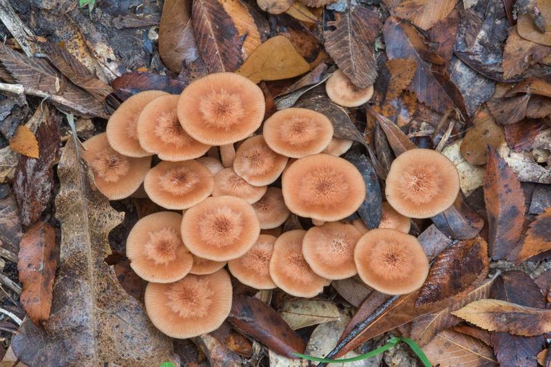 Ringless honey mushrooms (<B>Desarmillaria tabescens</B>, Armillaria tabescens) on Kiwanis Nature Trail. College Station, Texas, <A HREF="../date-en/2017-11-17.htm">November 17, 2017</A>