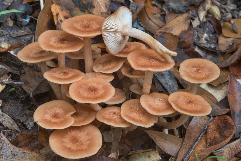 Bunch of ringless honey mushrooms (<B>Desarmillaria tabescens</B>, Armillaria tabescens) on Kiwanis Nature Trail. College Station, Texas, <A HREF="../date-en/2017-11-17.htm">November 17, 2017</A>