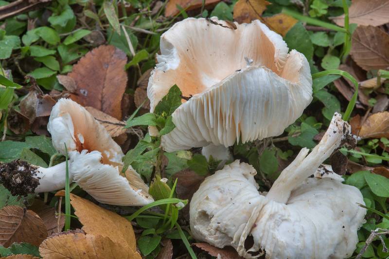 <B>Leucoagaricus rubrotinctus</B> mushrooms in Bee Creek Park. College Station, Texas, <A HREF="../date-en/2017-11-18.htm">November 18, 2017</A>