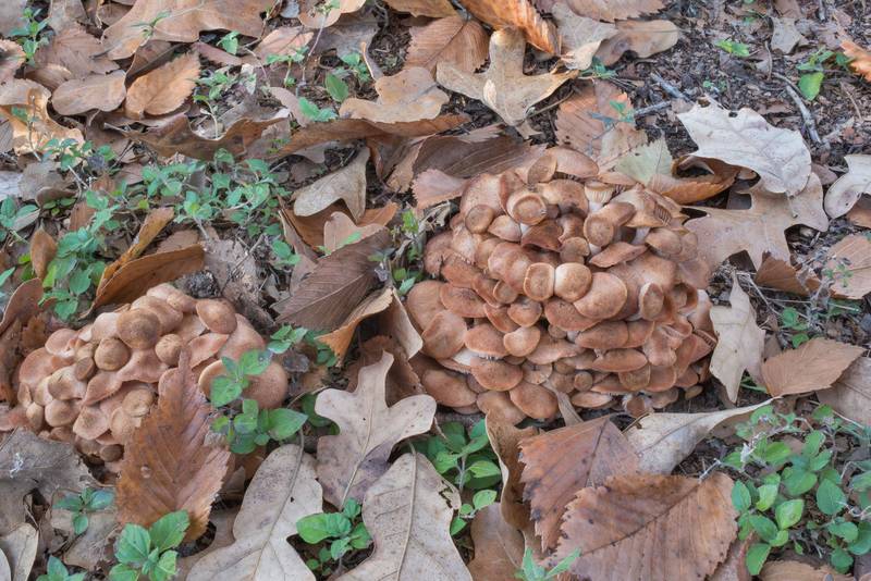 Ringless honey mushrooms (Desarmillaria tabescens, Armillaria tabescens) on a lawn in Wolf Pen Creek Park. College Station, Texas, November 30, 2017