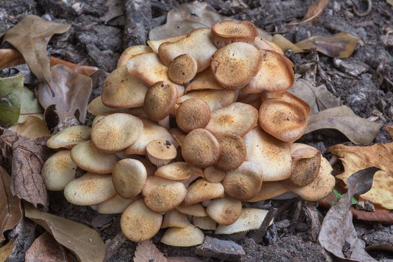Ringless honey mushrooms (Desarmillaria tabescens, Armillaria tabescens) in D. A. Andy Anderson Brazos Valley Arboretum in Bee Creek Park. College Station, Texas, December 3, 2017