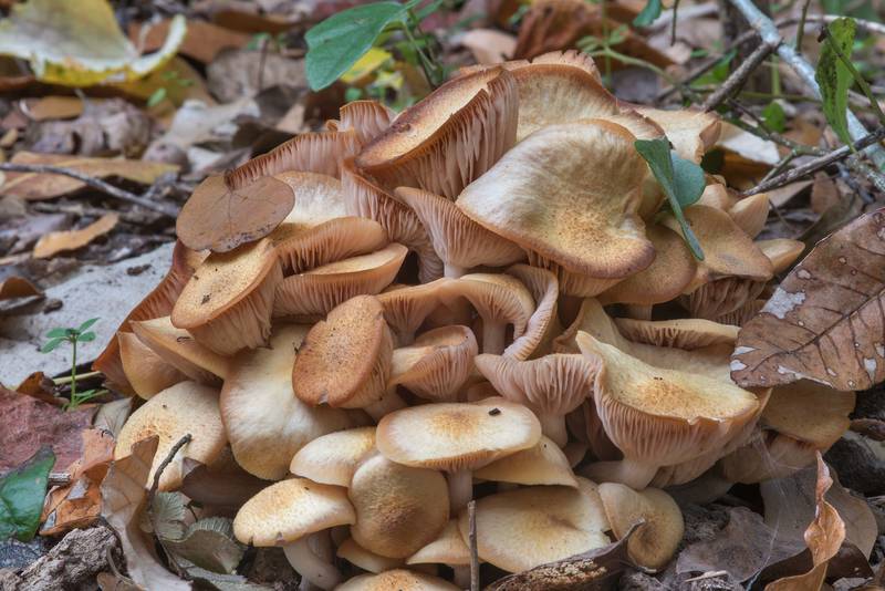 Ringless honey mushrooms (Desarmillaria tabescens, Armillaria tabescens) on wood chips in D. A. Andy Anderson Brazos Valley Arboretum in Bee Creek Park. College Station, Texas, December 3, 2017