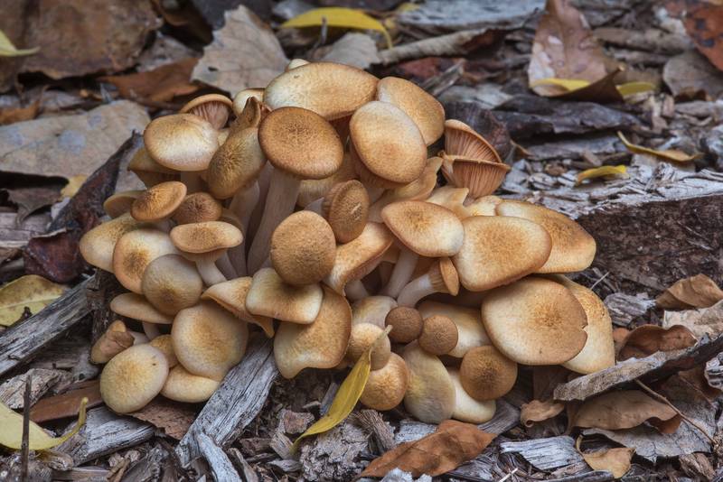 Ringless honey mushrooms (Desarmillaria tabescens, Armillaria tabescens) on mulch in D. A. Andy Anderson Brazos Valley Arboretum in Bee Creek Park. College Station, Texas, December 3, 2017