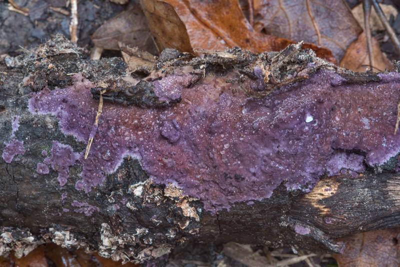 Violet crust fungus Phlebiopsis crassa (Porostereum crassum) on a fallen tree branch on Kiwanis Nature Trail. College Station, Texas, December 7, 2017