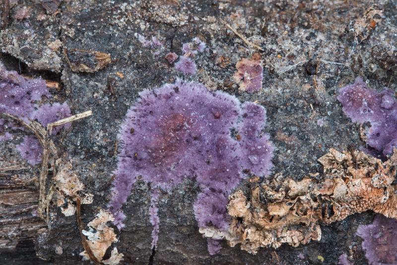 Violet crust fungus <B>Phlebiopsis crassa</B> (Porostereum crassum) spreading on a fallen branch of an oak on Kiwanis Nature Trail. College Station, Texas, <A HREF="../date-en/2017-12-07.htm">December 7, 2017</A>