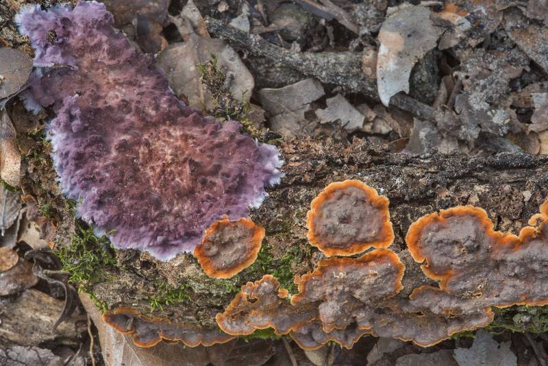 Hymenochaete and a purple crust fungus <B>Phlebiopsis crassa</B> (Porostereum crassum) on a fallen oak branch in Hensel Park. College Station, Texas, <A HREF="../date-en/2018-02-28.htm">February 28, 2018</A>