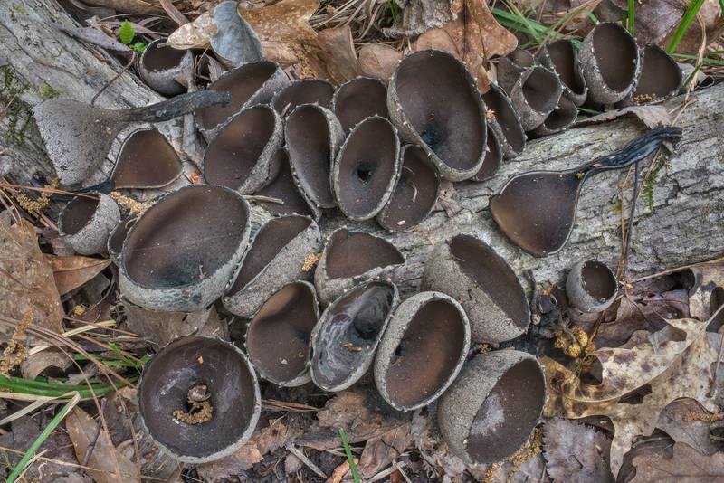 The Devil's Urn mushrooms (<B>Urnula craterium</B>) on a fallen tree branch on Caney Creek section of Lone Star Hiking Trail in Sam Houston National Forest near Huntsville, Texas, <A HREF="../date-en/2018-03-24.htm">March 24, 2018</A>