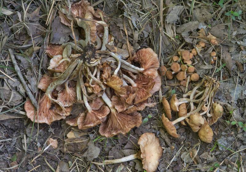 Gills of wilted ringless honey mushrooms (<B>Desarmillaria tabescens</B>) in Lick Creek Park. College Station, Texas, <A HREF="../date-en/2018-05-17.htm">May 17, 2018</A>