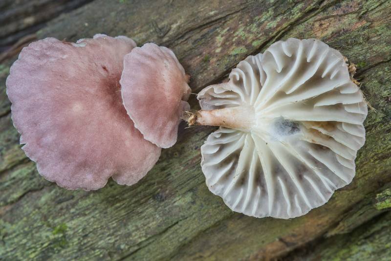 Caps of pleurotoid mushrooms <B>Moniliophthora conchata</B> (Crinipellis conchata) or may be Marasmiellus growing on a dry vine of trumpet creeper (Foxglove vine, Campsis radicans) in Lick Creek Park. College Station, Texas, <A HREF="../date-en/2018-05-24.htm">May 24, 2018</A>