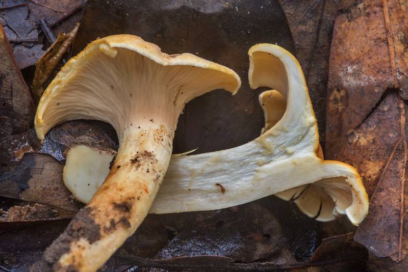Dissected smooth chanterelle mushroom (Cantharellus lateritius) in Lick Creek Park. College Station, Texas, May 24, 2018