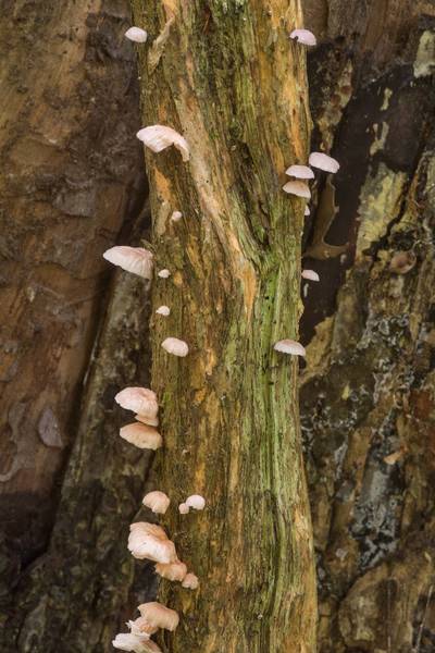 Pleurotoid mushrooms <B>Moniliophthora conchata</B> (Crinipellis conchata) or may be Marasmiellus "sp-TN01", M. subsect. Inodermini growing on a dry vine of trumpet creeper (Foxglove vine, Campsis radicans) in Lick Creek Park. College Station, Texas, <A HREF="../date-en/2018-05-24.htm">May 24, 2018</A>
