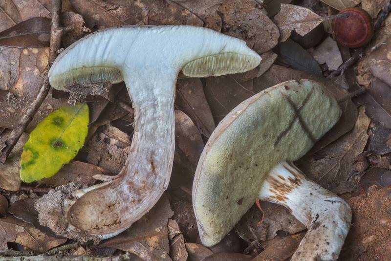 Dissected pale bolete mushroom (<B>Boletus pallidus</B>) in Lick Creek Park. College Station, Texas, <A HREF="../date-en/2018-06-03.htm">June 3, 2018</A>
