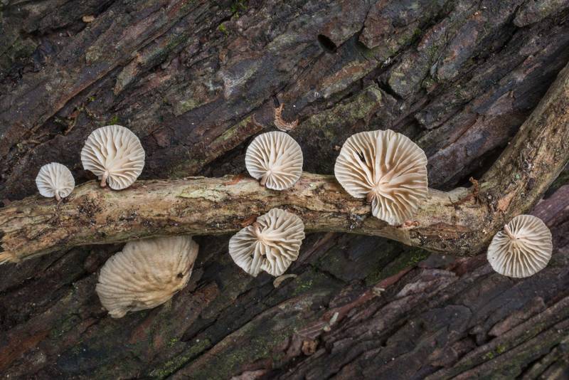 Pleurotoid mushrooms Moniliophthora conchata (Crinipellis conchata) or may be Marasmiellus "sp-TN01", M. subsect. Inodermini on a vine of trumpet creeper (Campsis radicans) in Lick Creek Park. College Station, Texas, June 4, 2018
