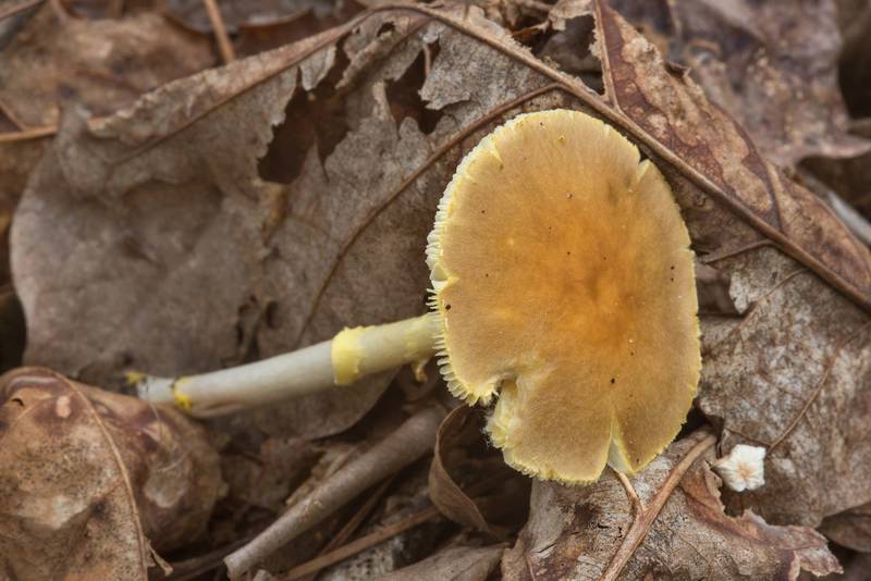 Yellow patches (yellow-dust, or orange) Amanita mushroom (<B>Amanita flavoconia</B>) on Caney Creek section of Lone Star Hiking Trail in Sam Houston National Forest near Huntsville, Texas, <A HREF="../date-en/2018-07-07.htm">July 7, 2018</A>