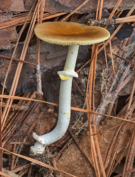 Side view of yellow-dust Amanita mushroom (Amanita flavoconia) on Caney Creek section of Lone Star Hiking Trail in Sam Houston National Forest near Huntsville, Texas, July 7, 2018