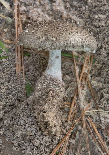 Gunpowder Lepidella mushroom (Amanita onusta) on floodplain on Caney Creek Trail (Little Lake Creek Loop Trail) in Sam Houston National Forest, near Huntsville. Texas, July 21, 2018