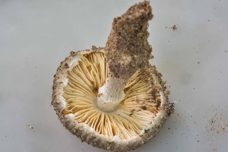 Gills of gunpowder Lepidella mushroom (<B>Amanita onusta</B>) on Caney Creek Trail (Little Lake Creek Loop Trail) in Sam Houston National Forest, near Huntsville. Texas, <A HREF="../date-en/2018-07-21.htm">July 21, 2018</A>