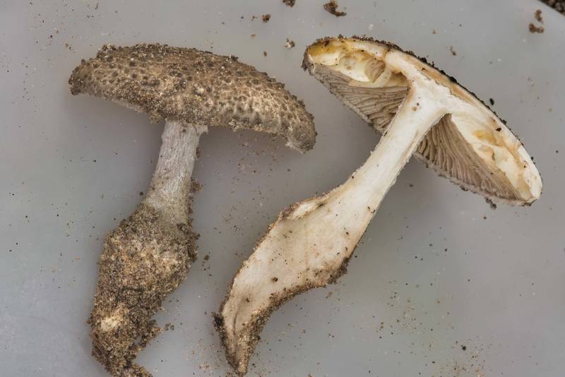 Dissected gunpowder Lepidella mushroom (Amanita onusta) on Caney Creek Trail (Little Lake Creek Loop Trail) in Sam Houston National Forest, near Huntsville. Texas, July 21, 2018