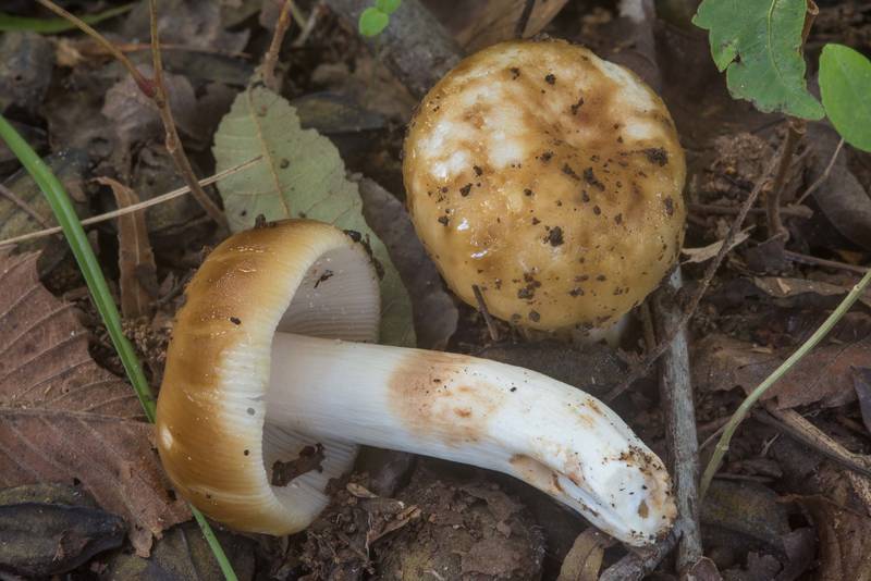 Stinking russula mushrooms (<B>Russula foetens</B>) in Lick Creek Park. College Station, Texas, <A HREF="../date-en/2018-09-18.htm">September 18, 2018</A>