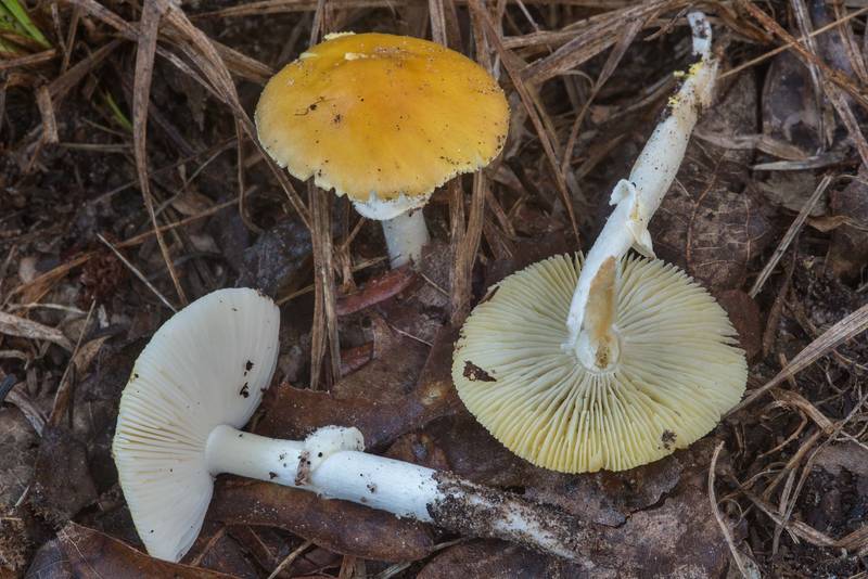 Yellow-dust Amanita mushrooms (<B>Amanita flavoconia</B>) on Little Lake Creek Loop Trail in Sam Houston National Forest. Richards, Texas, <A HREF="../date-en/2018-09-23.htm">September 23, 2018</A>