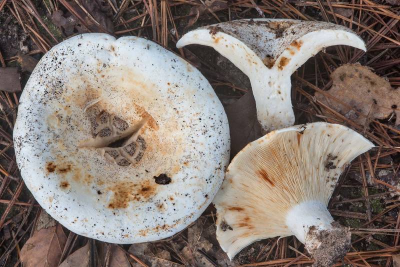Short-stemmed russula mushrooms (stubby brittlegill, <B>Russula brevipes</B>) on Little Lake Creek Loop Trail in Sam Houston National Forest. Richards, Texas, <A HREF="../date-en/2018-09-30.htm">September 30, 2018</A>