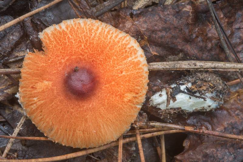 <B>Leucoagaricus rubrotinctus</B> mushroom on Little Lake Creek Loop Trail in Sam Houston National Forest. Richards, Texas, <A HREF="../date-en/2018-09-30.htm">September 30, 2018</A>