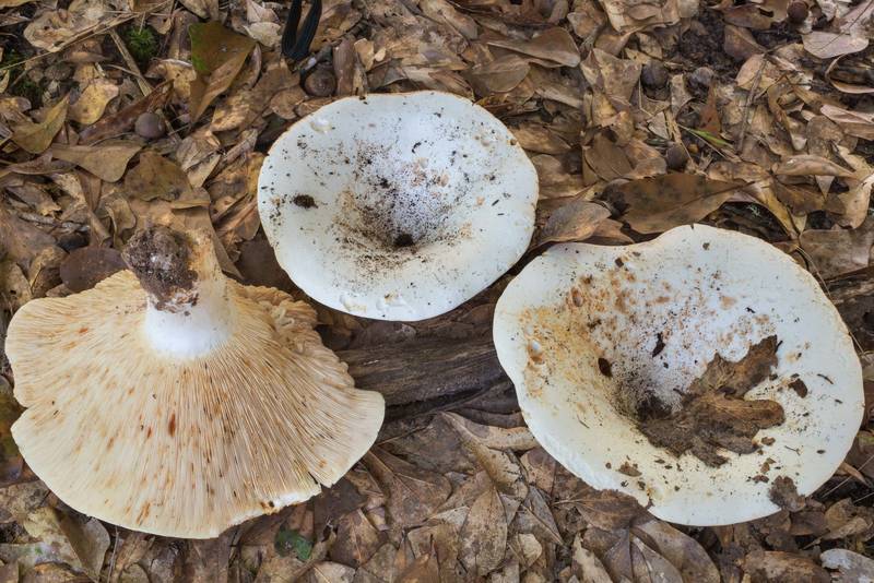 Short-stemmed russula mushrooms (stubby brittlegill, Russula brevipes) in Lick Creek Park. College Station, Texas, October 5, 2018