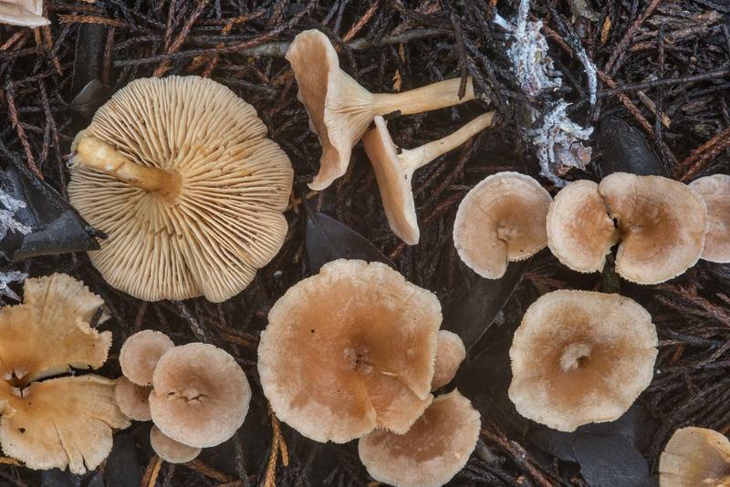 Clitocella mundula (Rhodocybe mundula)(?) mushrooms under red cedar trees near the lake in Lake Bryan Park. Bryan, Texas, October 10, 2018