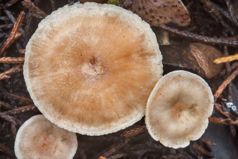 Caps of mushrooms Clitocella mundula (Rhodocybe mundula)(?) under red cedar trees near the lake in Lake Bryan Park. Bryan, Texas, October 10, 2018