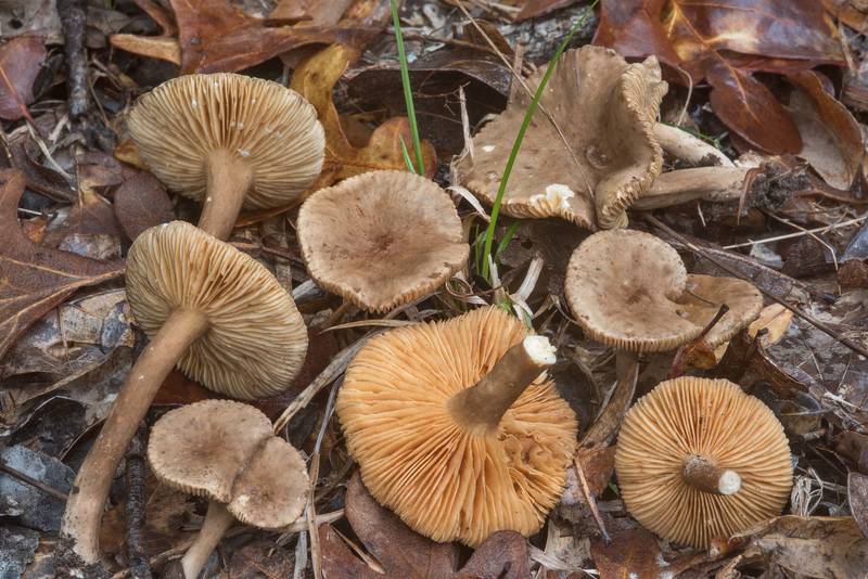 Milkcap mushrooms (Lactarius) of subgenus Plinthogalus (<B>Lactarius lignyotus</B> var. canadensis or may be Lactarius texensis) with dark brown gill edges on a former Closed Trail in Lick Creek Park. College Station, Texas, <A HREF="../date-en/2018-10-24.htm">October 24, 2018</A>