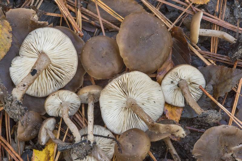 Gills of mushrooms <B>Tephrocybe anthracophila</B> (Lyophyllum anthracophilum) on a bonfire site at hiker's campground under large pines on Caney Creek Trail (Little Lake Creek Loop Trail) in Sam Houston National Forest near Huntsville. Texas, <A HREF="../date-en/2018-11-04.htm">November 4, 2018</A>