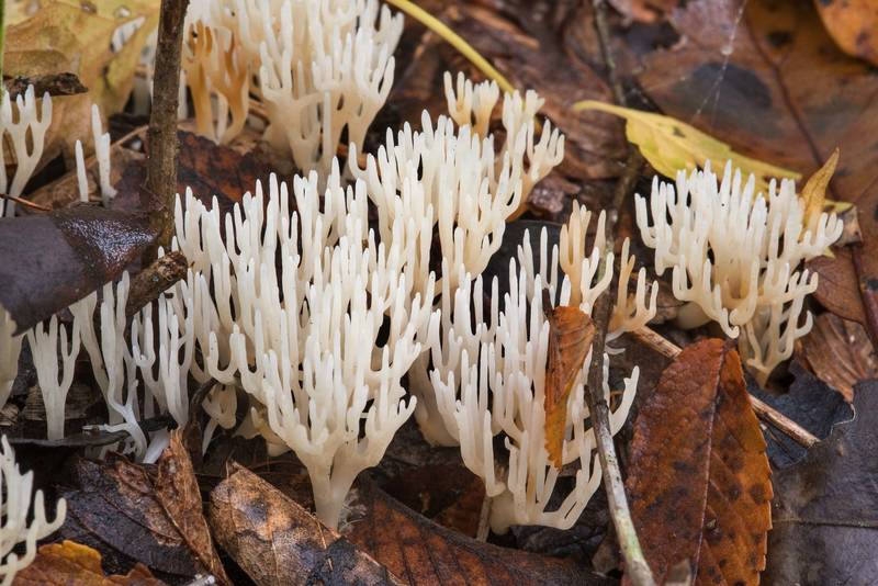 White coral mushrooms Ramariopsis kunzei among fallen leaves on Raccoon Run Trail in Lick Creek Park. College Station, Texas, November 9, 2018