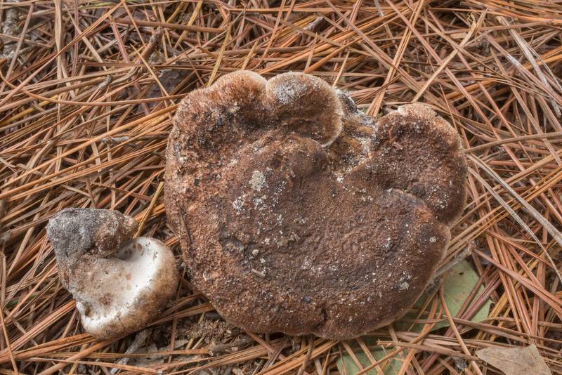 Toothed mushrooms Sarcodon underwoodii collected by people at mushroom walk of Gulf States Mycological Society in Watson Rare Native Plant Preserve. Warren, Texas, November 10, 2018