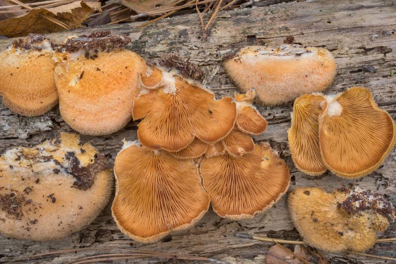 Orange oyster mushrooms (<B>Phyllotopsis nidulans</B>) on a pine on North Wilderness Loop Trail at Little Lake Creek Wilderness in Sam Houston National Forest. Richards, Texas, <A HREF="../date-en/2018-12-06.htm">December 6, 2018</A>