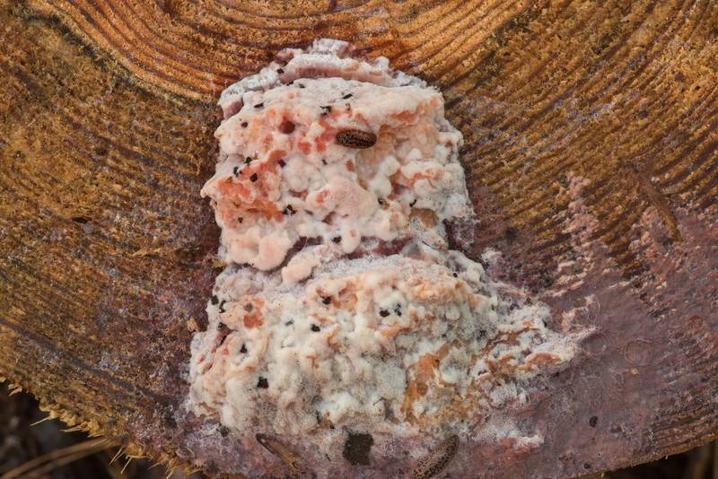 Brown-staining cheese polypore mushroom (Postia fragilis, Oligoporus fragilis, <B>Fuscopostia fragilis</B>) on a cut surface of a pine on Chinquapin Trail in Huntsville State Park. Texas, <A HREF="../date-en/2018-12-15.htm">December 15, 2018</A>