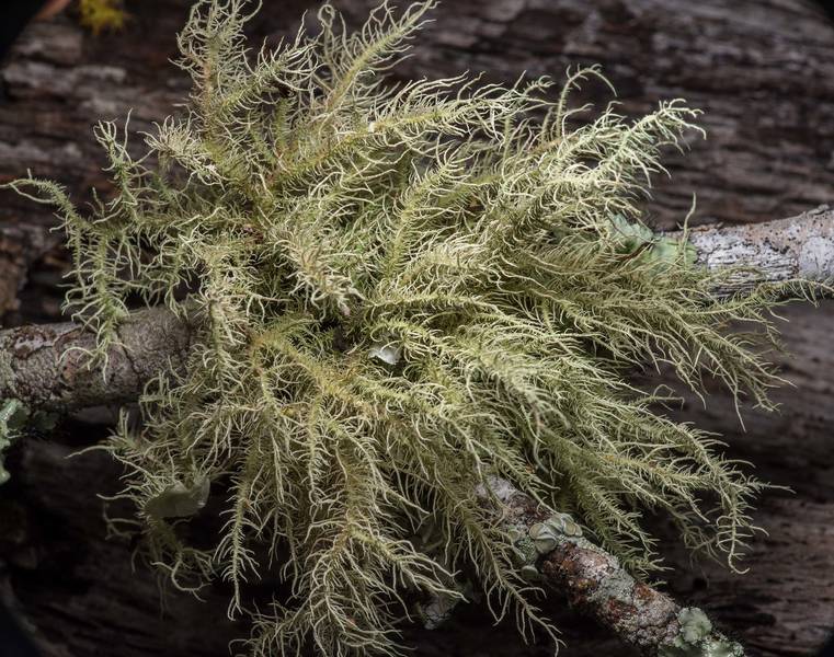 Bushy beard lichen (Usnea strigosa) on a fallen oak twig in Lick Creek Park. College Station, Texas, February 3, 2019
