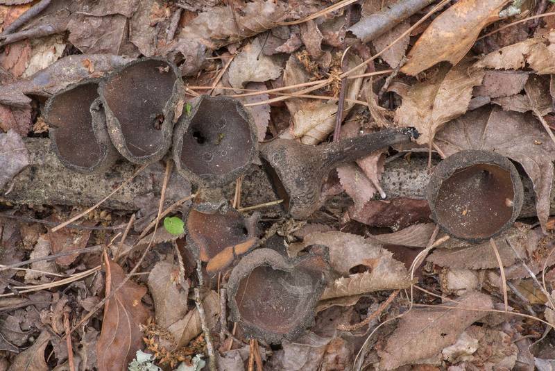 Drying Devil's Urn mushrooms (<B>Urnula craterium</B>) on a fallen twig on Caney Creek Trail (Little Lake Creek Loop Trail) in Sam Houston National Forest near Huntsville. Texas, <A HREF="../date-en/2019-03-16.htm">March 16, 2019</A>