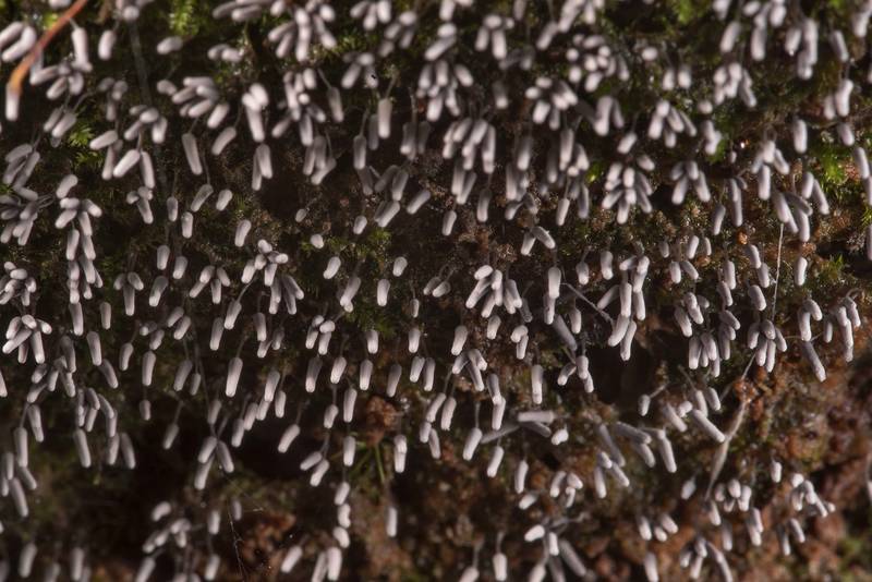 Masses of Arcyria cinerea slime mold on a rotting pine log on Caney Creek Trail (Little Lake Creek Loop Trail) in Sam Houston National Forest near Huntsville. Texas, June 7, 2019