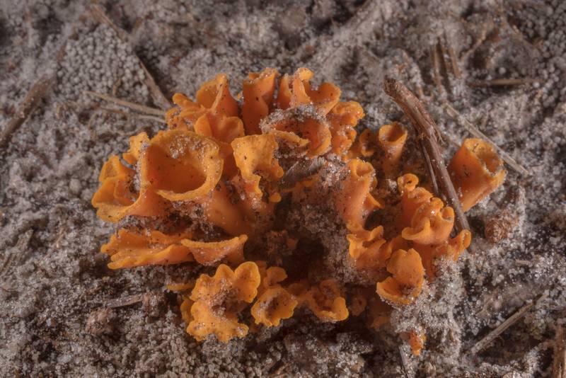 Trumpet mushrooms <B>Cantharellus odoratus</B> (Craterellus odoratus) on Pitcher Plant Trail in Big Thicket National Preserve. Warren, Texas, <A HREF="../date-en/2019-06-22.htm">June 22, 2019</A>