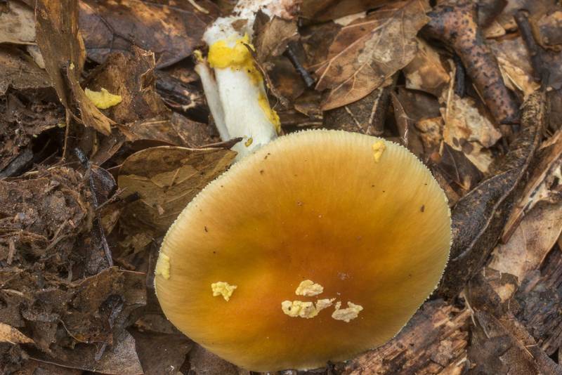 Yellow patches (yellow-dust, or orange) Amanita mushroom (Amanita flavoconia) in Lick Creek Park. College Station, Texas, June 28, 2019