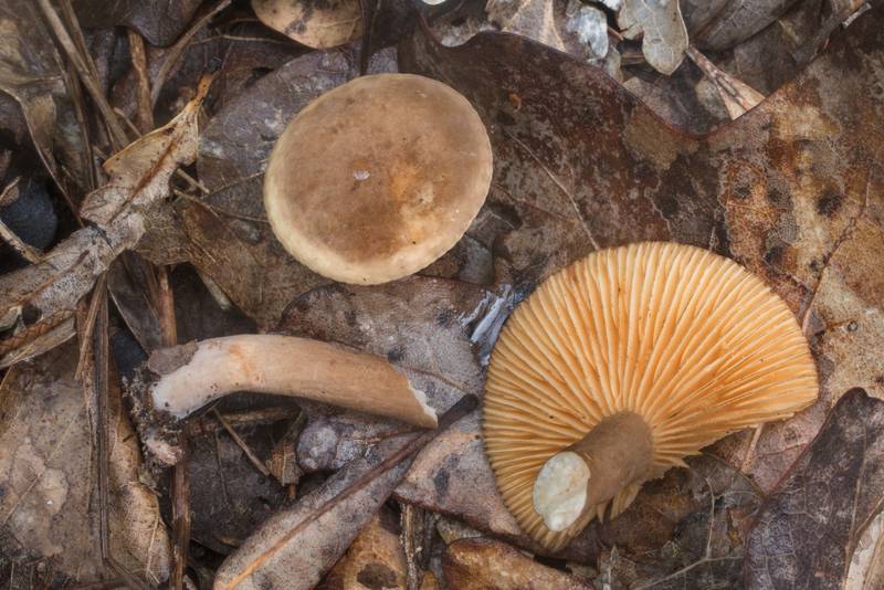 Milkcap mushrooms (Lactarius) of subgenus Plinthogalus (Lactarius lignyotus var. canadensis or may be Lactarius texensis) with dark brown gill edges in Lick Creek Park. College Station, Texas, June 30, 2019