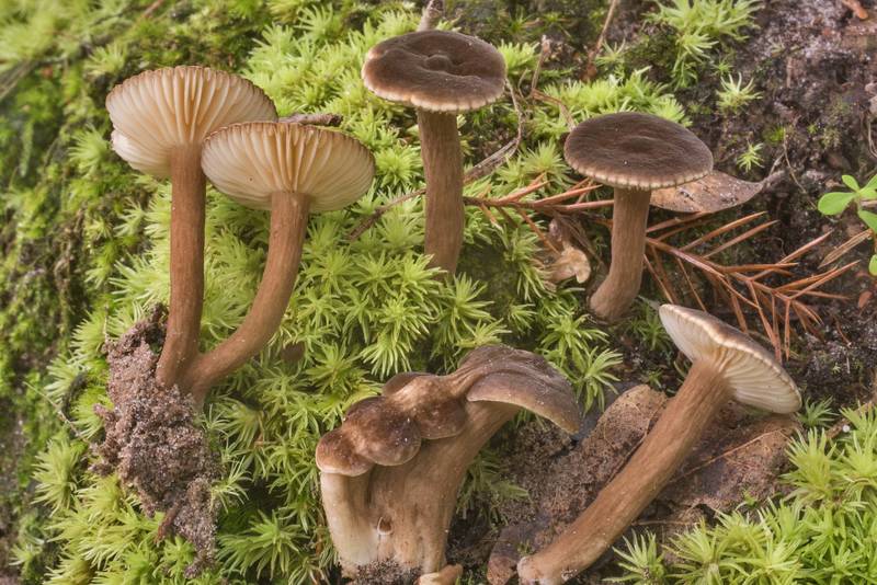Group of milkcap mushrooms (Lactarius) of subgenus Plinthogalus (Lactarius lignyotus var. canadensis or may be Lactarius texensis) with plicate and wrinkled caps on pincushion moss in Lick Creek Park. College Station, Texas, July 7, 2019
