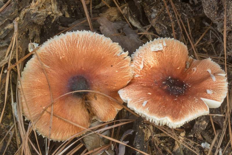 Mushrooms <B>Leucoagaricus rubrotinctus</B> near a stump in Big Creek Scenic Area of Sam Houston National Forest. Shepherd, Texas, <A HREF="../date-en/2019-10-20.htm">October 20, 2019</A>